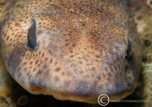Lesser spotted dogfish.
Trefor Pier. 60mm. by Mark Thomas 